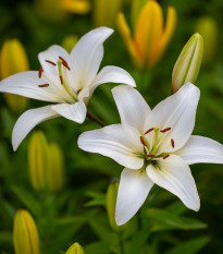 Ľalia Ivory Pixie - Lilium - predaj cibuľovín - 1 ks