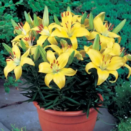 Ľalia Bright Pixie - Lilium - predaj cibuľovín - 1 ks