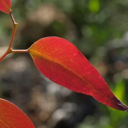 Eukalyptus Kampanulata - semiačka - 7 ks