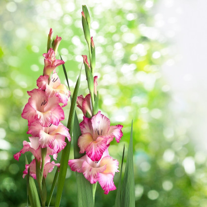 Gladiola Priscilla - Gladiolus - predaj cibuľovín - 3 ks