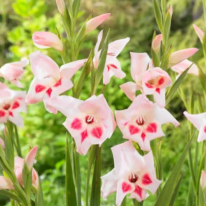 Gladiola nanus Elvira - Gladiolus - predaj cibuľovín - 3 ks