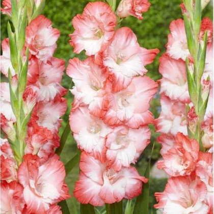 Gladiola Pink Lady - Gladiolus - predaj cibuľovín - 3 ks