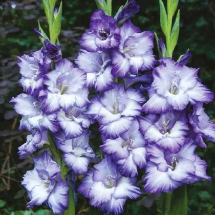 Gladiola Triton - Gladiolus - cibuľoviny na predaj - 3 ks