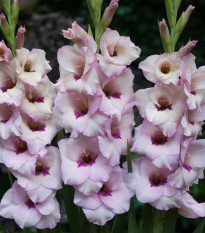 Gladiola Venezia - Gladiolus - predaj cibuľovín - 3 ks