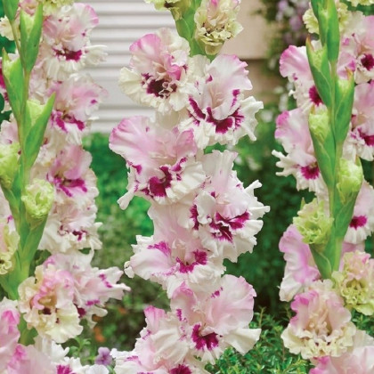 Gladiola Dreamy Creamy - Gladiolus - predaj cibuľovín - 3 ks