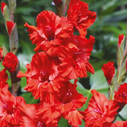Gladiola Fire Ruffle - Gladiolus - predaj cibuľovín - 3 ks