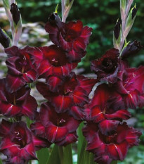 Gladiola Black Surprise - Gladiolus - predaj cibuľovín - 3 ks