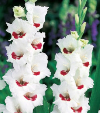 Gladiola Fiorentina - Gladiolus - predaj cibuľovín - 3 ks