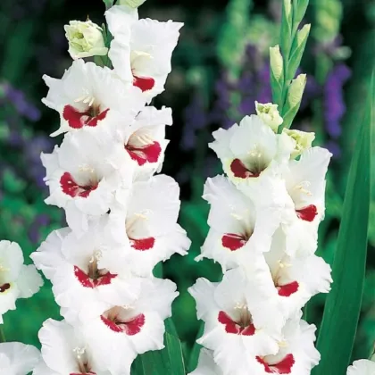 Gladiola Fiorentina - Gladiolus - predaj cibuľovín - 3 ks