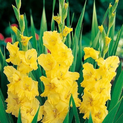 Gladiola Yellow Frans - Gladiolus - predaj cibuľovín - 3 ks