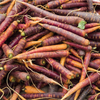 Mrkva Purple Haze F1 - Daucus carota - predaj semien - 70 ks