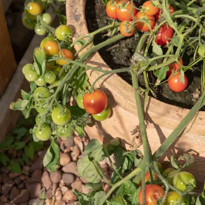 Paradajka kríčková balkónová Tomfall - Solanum lycopersicum - predaj semien - 20 ks