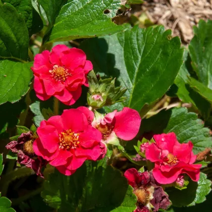 Jahodník Summer Breeze Rose F1 - Fragaria - predaj semien - 10 ks