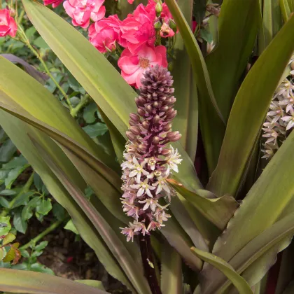 Chocholka bodkovaná - Eucomis comosa - predaj cibuľovín - 1 ks