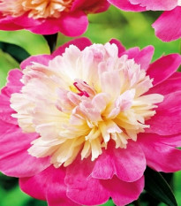 Pivónia Gay Paree - Paeonia lactiflora - predaj cibuľovín - 1 ks