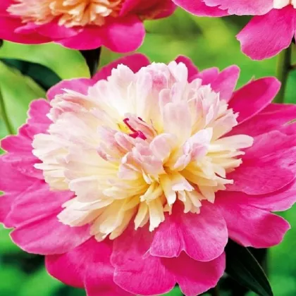 Pivónia Gay Paree - Paeonia lactiflora - predaj cibuľovín - 1 ks