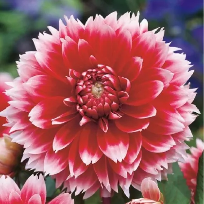 Georgína Red and White Fubuki - Dahlia - predaj cibuľovín - 1 ks