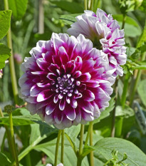 Georgína Edinburgh - Dahlia - predaj cibuľovín - 1 ks