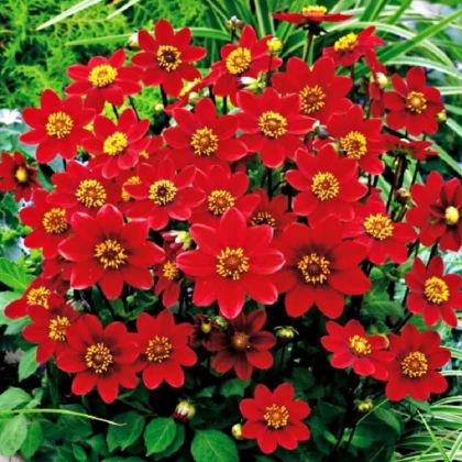 Georgína topmix červená - Dahlia - predaj cibuľovín - 1 ks