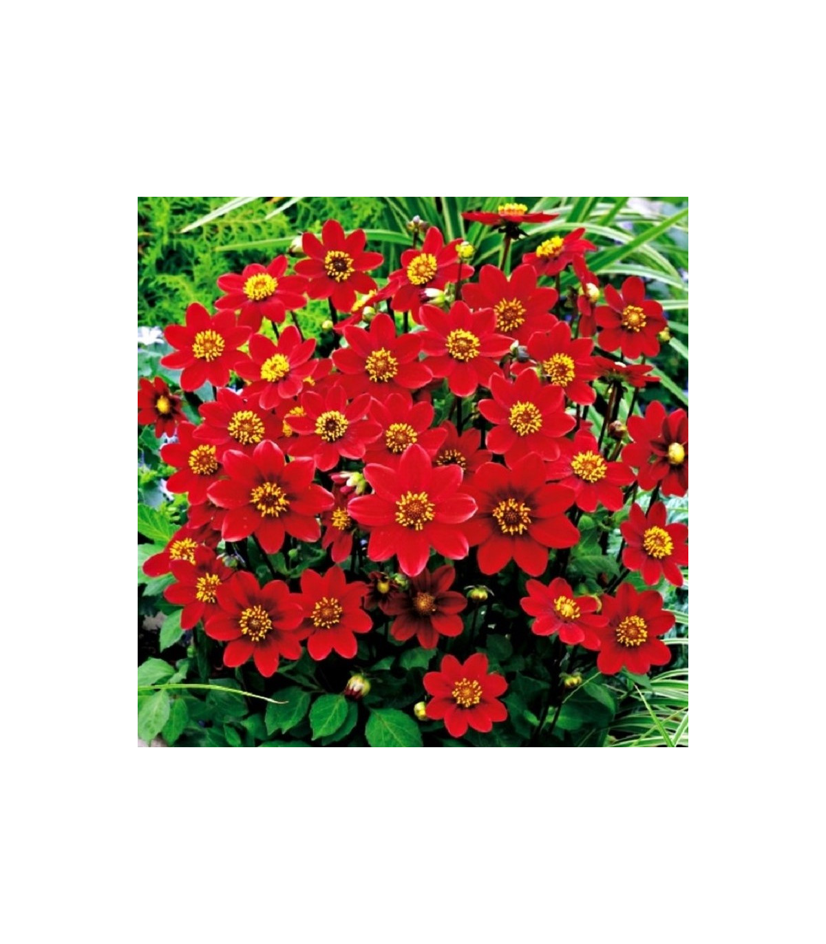 Georgína topmix červená - Dahlia - predaj cibuľovín - 1 ks