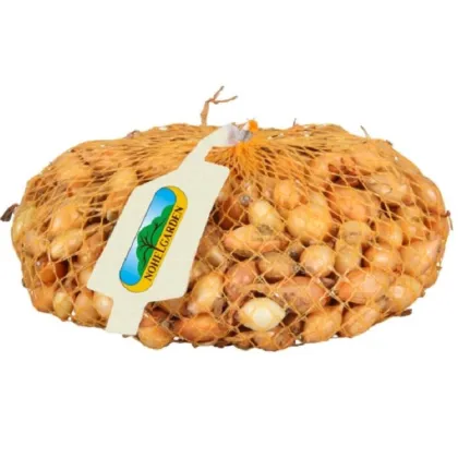 Cibuľa sadzačka Sturon - Allium cepa - predaj cibule - 500 g