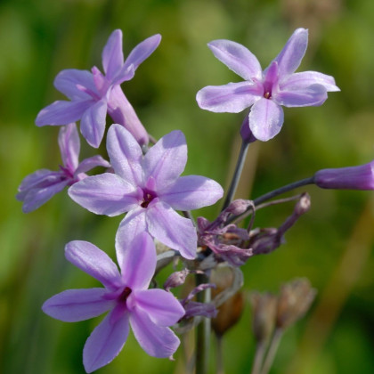Cesnak divoký BIO - Allium sativum - predaj bio semien - 1 ks