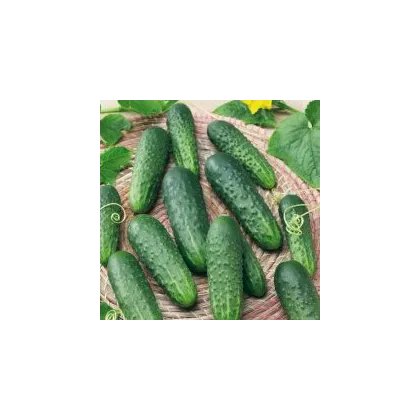 Uhorka Najada F1 - Cucumis sativus - predaj semien - 15 ks