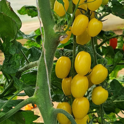 Paradajka Dattolime F1 - Solanum lycopersicum - predaj semien - 6 ks