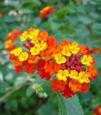 Lantana menlivá - Lantana camara - semiačka - 10 ks