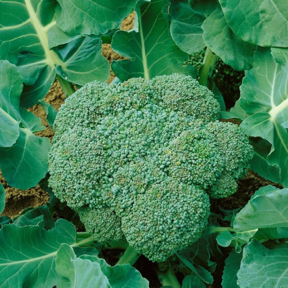 BIO Brokolica Calabrese Natalino - Brassica oleracea L. - predaj bio semien - 30 ks