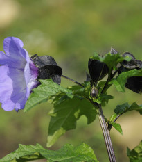 Lilík mochyňovitý - Nicandra physaloides - semiačka - 10 ks