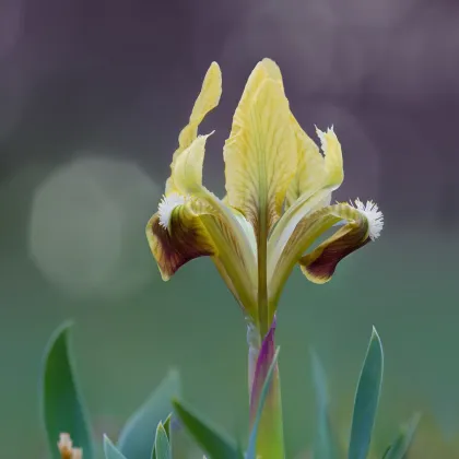 Kosatec nízky Ritz - Iris pumila - predaj hľúz - 1 ks