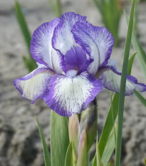 Kosatec nízky Petit Polka - Iris pumila - predaj hľúz - 1 ks