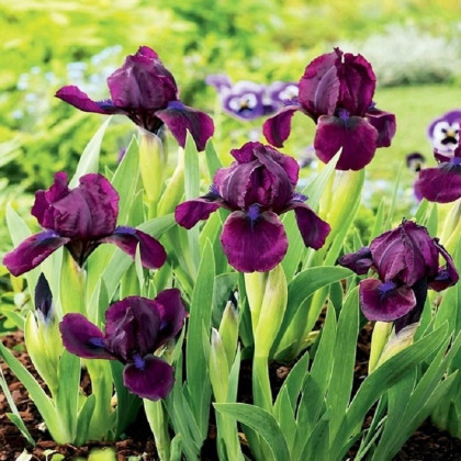 Kosatec Cherry Garden - Iris pumila - predaj cibuľovín - 1 ks