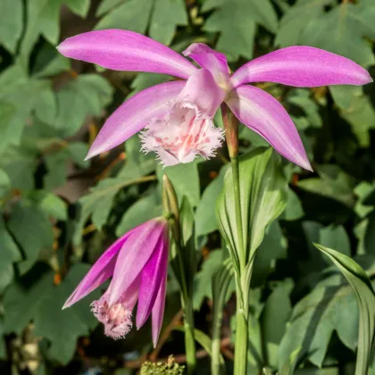 Plejonka - Pleione formosana - predaj cibuľovín - 1 ks