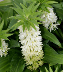 Chocholka Autumnalis - Eucomis - predaj cibuľovín - 1 ks