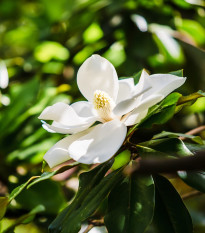 Magnólia veľkokvetá - Magnolia grandiflora - semiačka - 5 ks