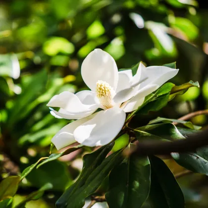 Magnólia veľkokvetá - Magnolia grandiflora - semiačka - 5 ks