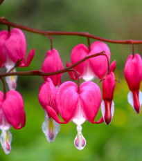 Srdcovka nádherná - Dicentra spectabilis - prodej cibulovin - 1 ks