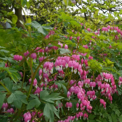 Srdcovka nádherná - Dicentra spectabilis - prodej cibulovin - 1 ks