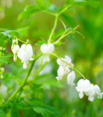 Srdcovka nádherná biela - Dicentra spectabilis - predaj cibuľovín - 1 ks