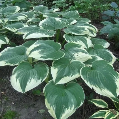 Funkia - Hosta Robert Frost - predaj cibuľovín - 1 ks