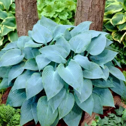 Funkia - Hosta Canadian Blue - predaj cibuľovín - 1 ks