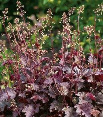 Heuchera Purple Palace - Heuchera - voľnokorenné sadenice heuchery - 1 ks