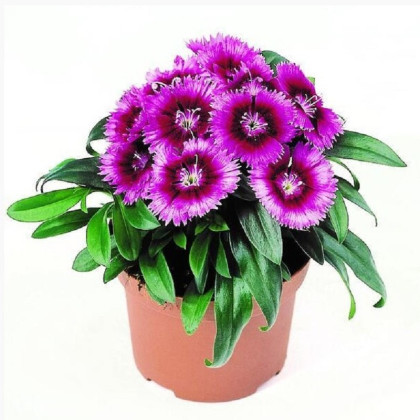 Klinček Chiba Purple Picotee F1 - Dianthus - predaj semien - 18 ks
