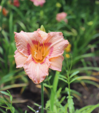 Ľaliovka Longsfield Glory - Hemerocallis - predaj cibuľovín - 1 ks