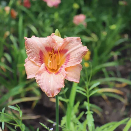 Ľaliovka Longsfield Glory - Hemerocallis - predaj cibuľovín - 1 ks