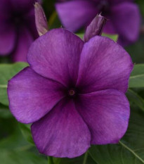 Farbienok Tatoo Blueberry - Catharanthus - predaj semien - 20 ks