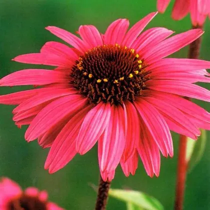 Echinacea purpurová - Echinacea - voľnokorenné sadenice echinacey - 1 ks