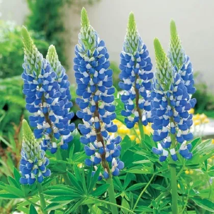 Lupina modrá - Lupinus - voľnokorenné sadenice plamienky - 1 ks